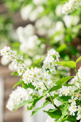 Blooming white bird cherry in the sun close up. Selective focus,heavily blurred background.Spring and summer concept.