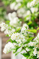 Blooming white bird cherry in the sun close up. Selective focus,heavily blurred background.Spring and summer concept.