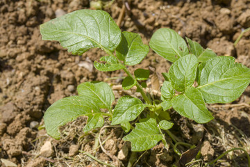 Potato plant with leaves eaten by insect or garden snail. Concept garden pests and insecticides.