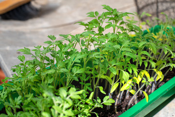 Tomate, Junge Pflanzen, Aufzucht, säen, pikieren, frisch