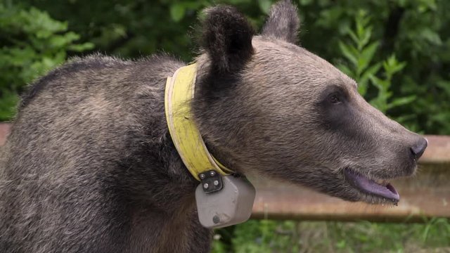 Young brown bear with a gps tracker on his neck. Close up.