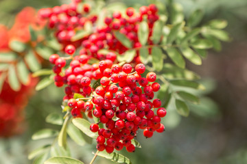 mountain ash or rowan (in german Vogelbeere, Eberesche Vogelbeerbaum) Sorbus aucuparia