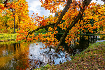 Fototapeta na wymiar Catherine park in autumn, Pushkin (Tsarskoe Selo), St. Petersburg, Russia
