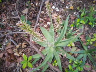 planta de sábila