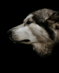 Dog Siberian husky on black background