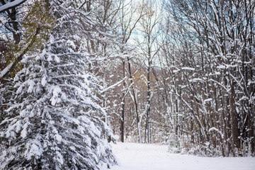 Snowy winter landscape with shallow depth of field