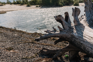 large log with roots on a river beach