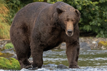 Obraz na płótnie Canvas Alaskan Brown Bear Stare