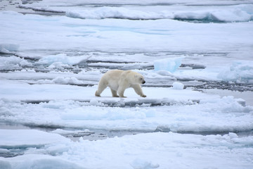 Polar bear in Svalbard, Norwegian territory