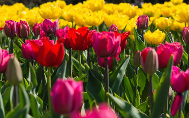 Beautiful colorful red and yellow tulips background. Field of spring flowers. Flower bed tulips close up
