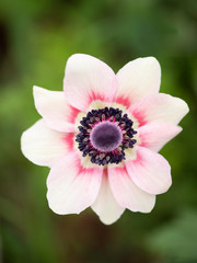 Anemone flower close up