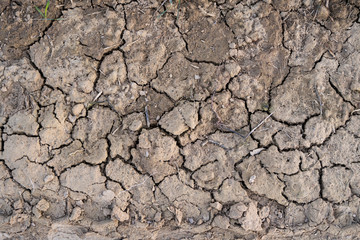 Cracked earth, cracked soil. Texture of grungy dry cracking parched earth. Global warming effect.