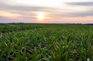 Young green wheat seedlings growing on a field. Agricultural field on which grow immature young cereals, wheat. Wheat growing in soil. Close up on sprouting rye on a field in sunset. Sprouts of rye.