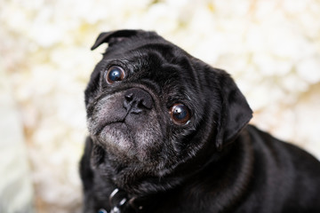 Black pug dog on white background