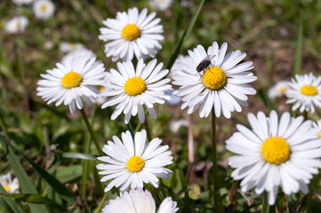 many white daisies and a black fly.