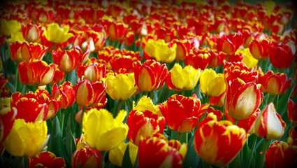 czerwone i żółte tulipany
