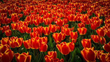 czerwone tulipany