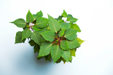 Leaves of a house flower, top view

