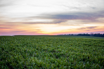 Young green wheat seedlings growing on a field. Agricultural field on which grow immature young cereals, wheat. Wheat growing in soil. Close up on sprouting rye on a field in sunset. Sprouts of rye.