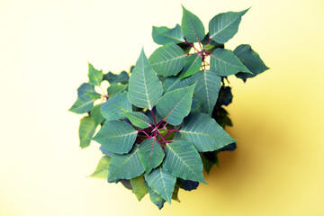 Leaves of a house flower, top view
