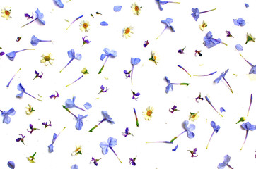 Fototapeta na wymiar Flower petals scattered blue and yellow bright colours