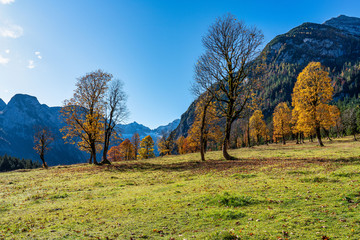 maple trees at Ahornboden, Karwendel mountains, Tyrol, Austria