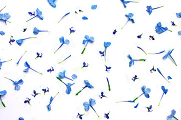 blue petals scattered white backdrop colorful