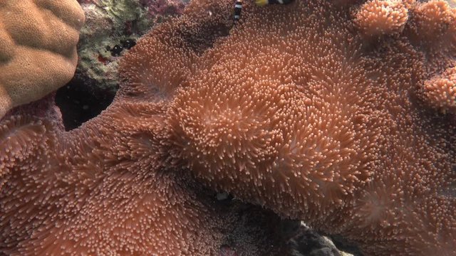 Mertens' carpet sea anemone (Stichodactyla mertensii) and Clark's anemonefishes. Indian ocean, Maldives. 4K