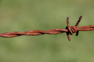rusty barbed wire with green background