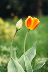 Orange tulip bloom and bud