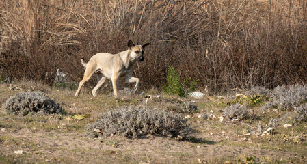 Wild dog running in the field