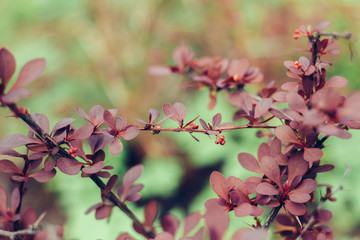Leaves bloom barberry
