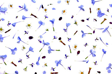 Fototapeta na wymiar creative colorful blue green yellow floral backdrop scattered top view