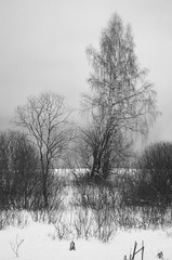 Black and white winter picture of russian nature