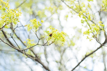 Maple leaves bloom