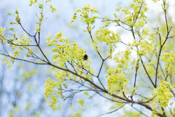 Maple leaves bloom