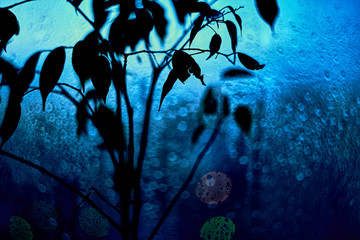silhouette of a flower on the windowsill
