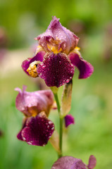 purple orchid flower