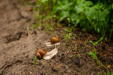snail on the ground