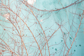 

branches of a young tree on a background of a pale green old wall