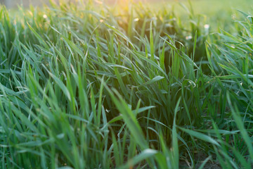 green grass shimmers in the sun