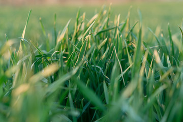 green grass shimmers in the sun