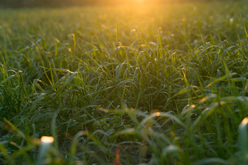 green grass shimmers in the sun