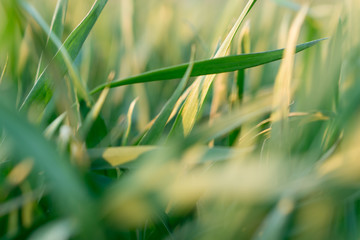 green grass shimmers in the sun