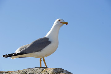 
Seagull on a background of blue sky