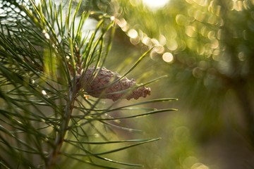 Naklejka na ściany i meble Green pine needles twig with pine cone close-up on nature background.