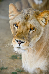 Gros plan d'une lionne en été avec un beau regard
