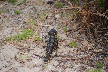 Tiliqua rugosa in Western Australia (better known as "Bobtail" or "Shingleback"). Peculiarity of this picture is the tick infesting the tiliqua rugosa on right side of the head.
