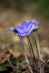 hepatica nobilis - hardy perennial, blooming early in spring with blue and lilac flowers