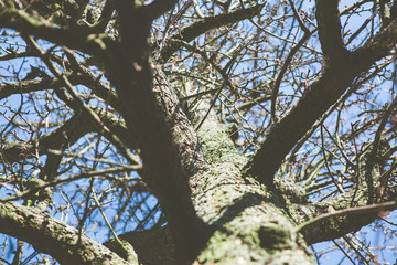 tree